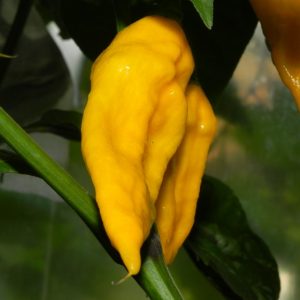 Fatalii Yellow