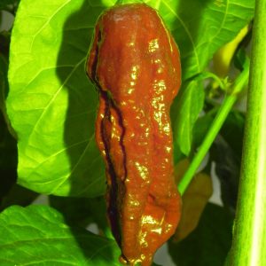 Bhut Jolokia Chocolate