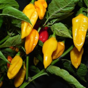 Bhut Jolokia Orange