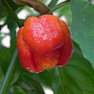 Trinidad Scorpion Moruga Red