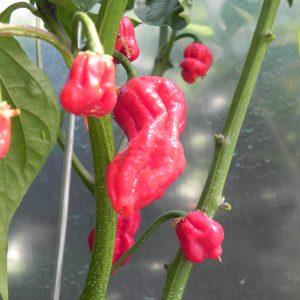 Bhut Jolokia Indian Carbon