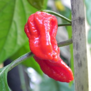 Devil’s Tongue Red