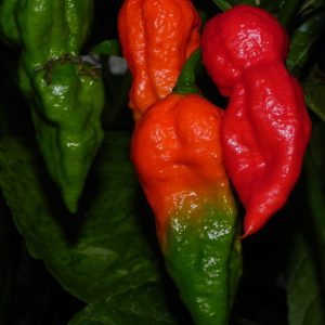 Fatalii Gourmet Jigsaw