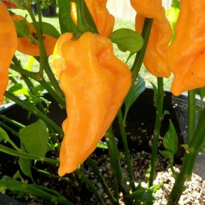 Devil’s Tongue Yellow