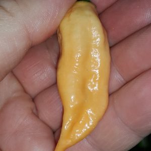 Jay's Peach Ghost Scorpion