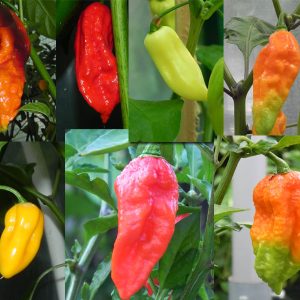 Bhut Jolokia Komplet Semena