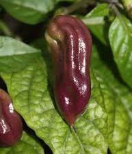 Bhut Jolokia Purple