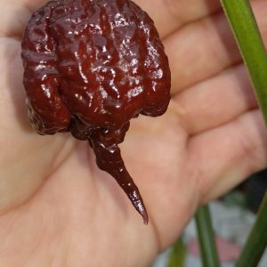 Carolina Reaper Chocolate